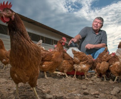 A person kneels on the ground, surrounded by a group of chickens on a farm. The sky is partly cloudy, and the setting appears to be near a barn or poultry house. The person is holding a container, seemingly interacting with or feeding the chickens. Person feeding chickens near a poultry house under partly cloudy sky.
